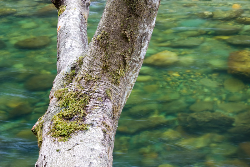 Tree And The Snoqualmie River